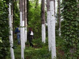 Giardino di Daniel Spoerri - Seggiano (GR) - Il bosco di Platone