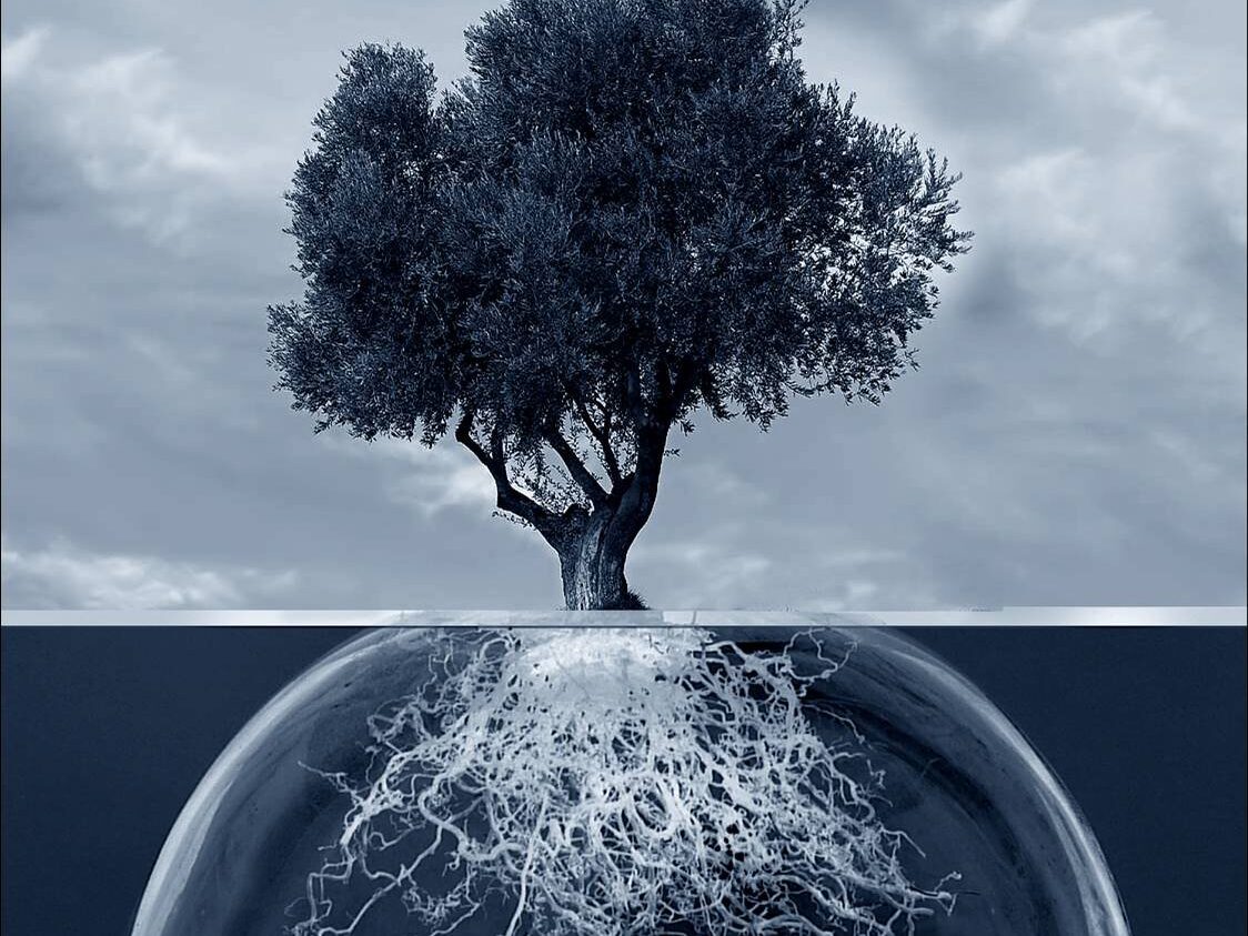 Radici Intelligenti Albero della Musica - Seggiano (GR)